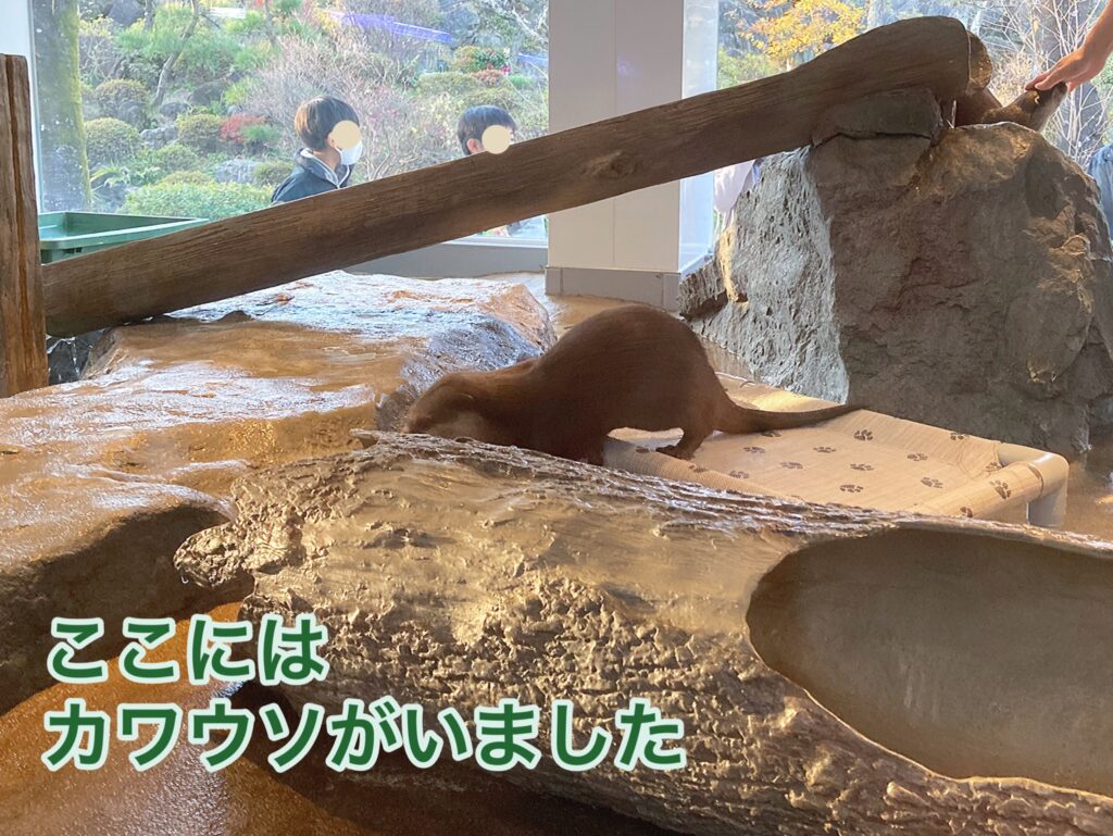 【HANA・BIYORI】フラワーパーク館内コツメカワウソ①の画像